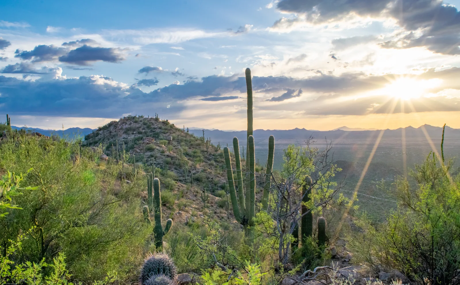 Sonoran desert landscaping on a drip irrigation system